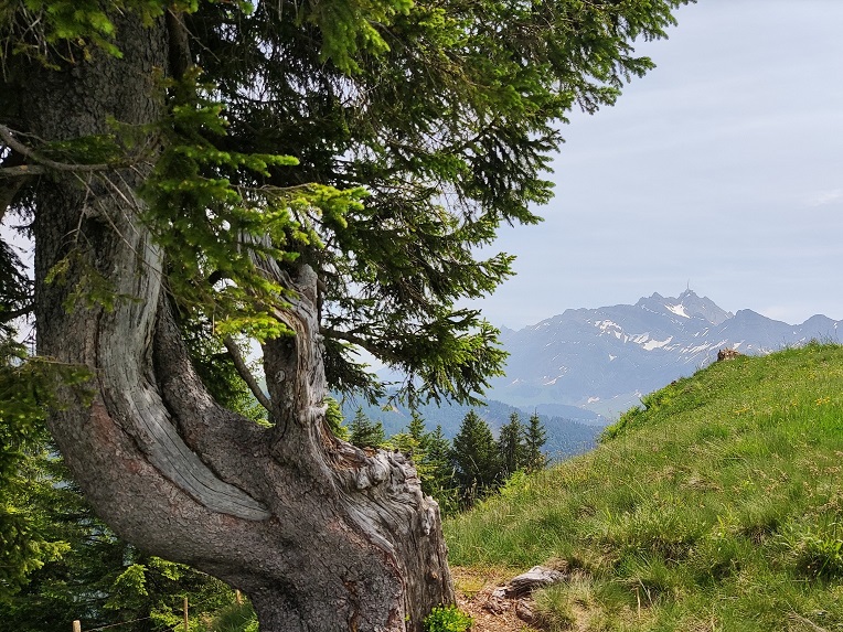 Picknick auf dem Hinterfällenkopf. Rechts dürfe der Säntis zu sehen sein